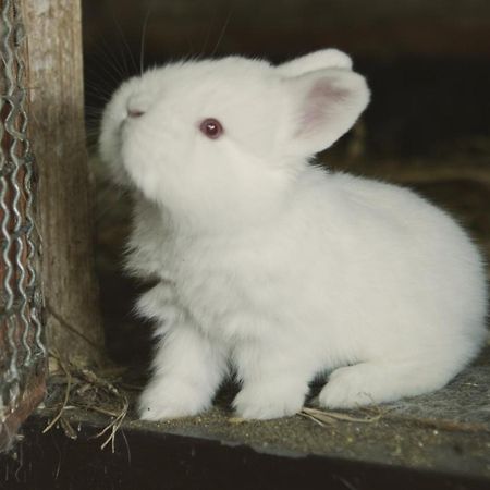 Tatarska Zagroda - Agroturystyka Dolina Baryczy Noclegi - Domek Jelonek Krosnice Eksteriør billede