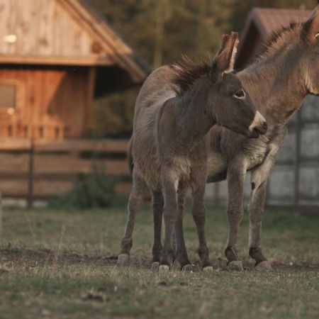 Tatarska Zagroda - Agroturystyka Dolina Baryczy Noclegi - Domek Jelonek Krosnice Eksteriør billede