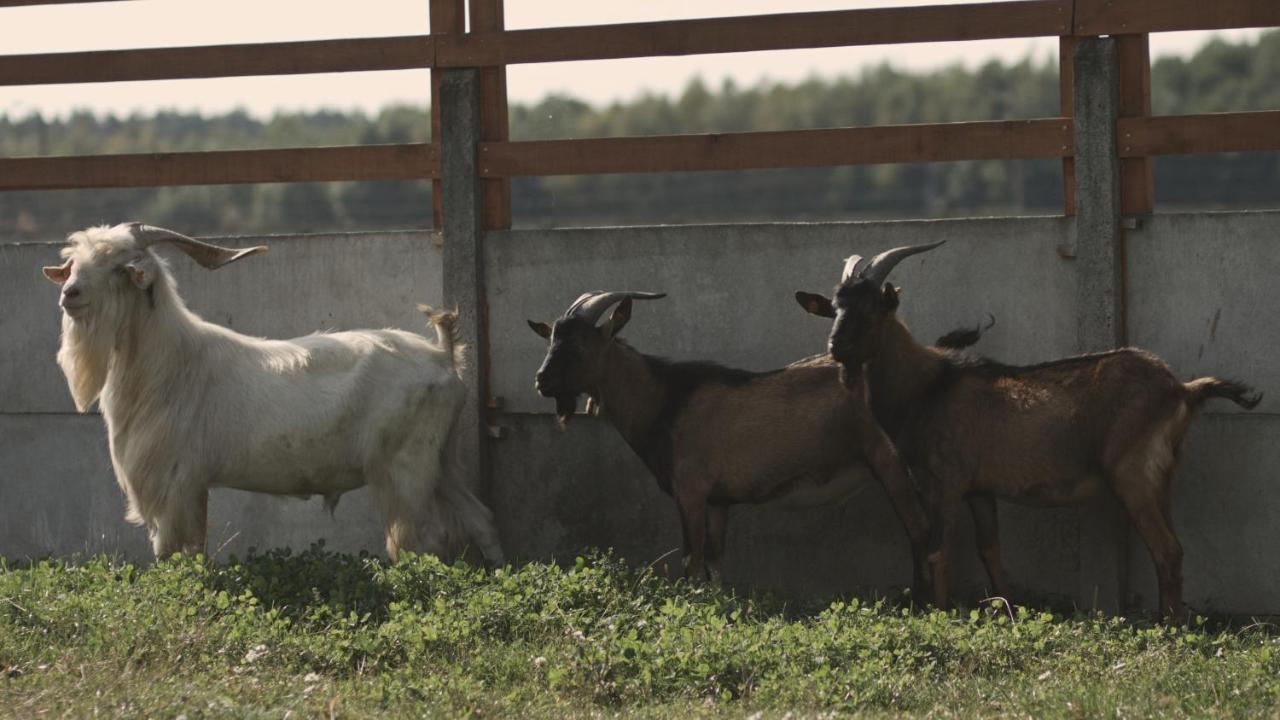 Tatarska Zagroda - Agroturystyka Dolina Baryczy Noclegi - Domek Jelonek Krosnice Eksteriør billede