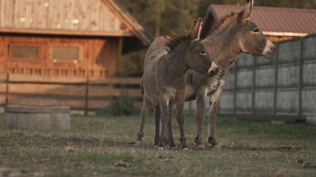 Tatarska Zagroda - Agroturystyka Dolina Baryczy Noclegi - Domek Jelonek Krosnice Eksteriør billede