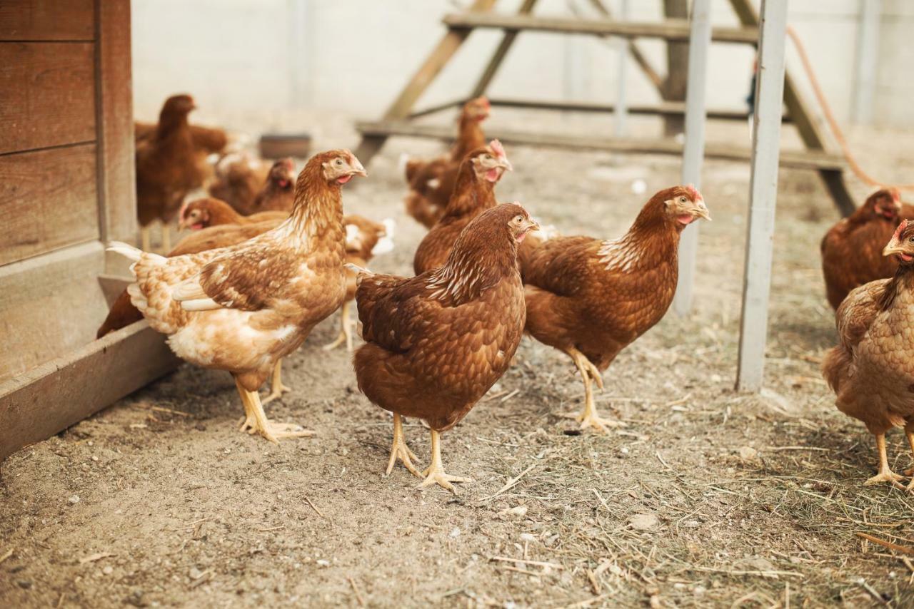 Tatarska Zagroda - Agroturystyka Dolina Baryczy Noclegi - Domek Jelonek Krosnice Eksteriør billede